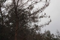 Terminatör Tırtılla Baş Edemedi