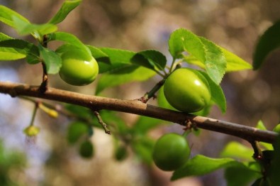 Yeşil Erik Altınla Yarışıyor
