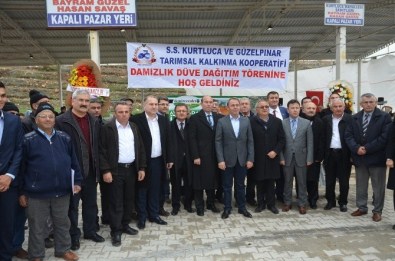 Denizli'de Üreticilere 250 Gebe Düve Dağıtıldı