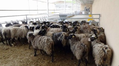 SİÜ'ye 50 Adet 'Romanov' Irkı Koyun Alındı