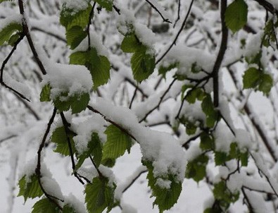 Meteoroloji'den 'zirai don' uyarısı