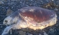 ÖLÜ DENİZ - Sahilde 6 Deniz Kaplumbağasının Ölüsü Bulundu