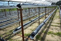 SAĞLIK KOMİSYONU - Yuntdağı Çilek Üretiminde Marka Olacak