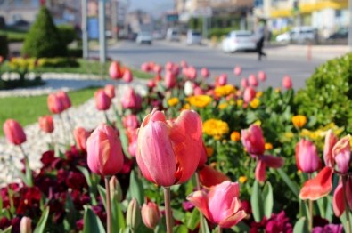 Alaşehir Rengarenk Oldu