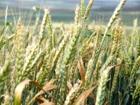 KOCABAŞ - Buğdayda Pas Ve Küllenme Uyarısı