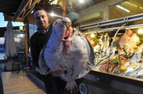 KALKAN BALIĞI - Dev Kalkan Balığı Görenleri Şaşkına Çeviriyor