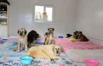 BIYOKIMYA - Sokak Hayvanları Daha Donanımlı Bir Bakım Evine Kavuştu