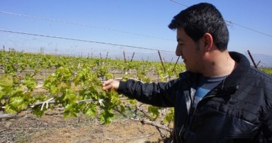 Üzüm Bağlarını Don Vurdu