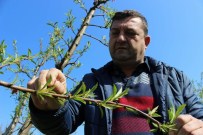 Vatandaş Bu Yıl Yiyecek Şeftali Bulamayacak