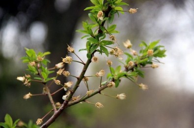 Zirai Don Samsun'u Hafif Etkiledi