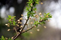 Zirai Don Samsun'u Hafif Etkiledi