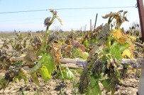 TARSIM - Salihli'de Erkenci Bağları Don Vurdu