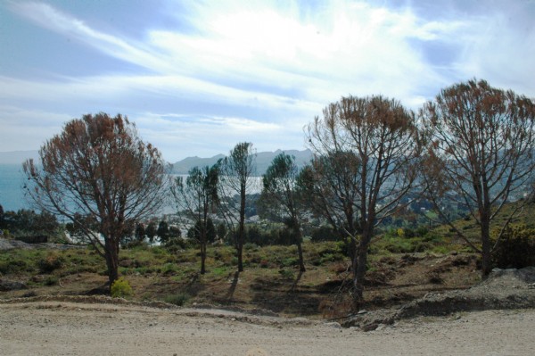 Kuruyan ağaçları boyadılar