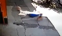 PITBULL DEHŞETİ - Pitbull kadın ve köpeğine böyle saldırdı