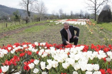 Vali Ali Kaban Çaycuma'da Lale Üretim Alanlarını İnceledi