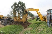 Ağaçlara Kıyamadı