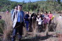 Davul Zurnalı Fidan Dikimi