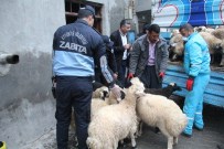 Kent Merkezindeki Hayvanlar Şehir Dışına Tahliye Ediyor