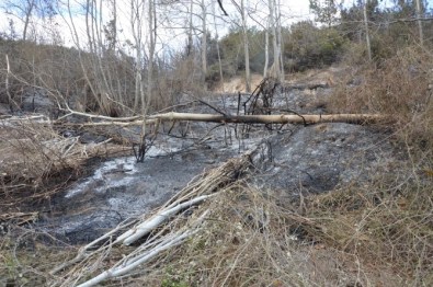 Niksar'da Orman Yangını