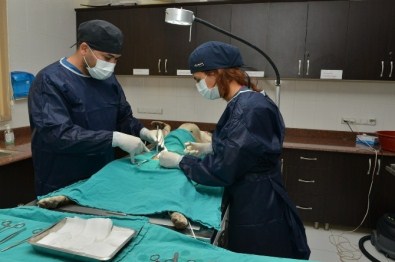 Sokak Hayvanları, Konyaaltı Belediyesi Barınağında Şifa Buluyor