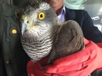 Yaralı Çakır'ın Tedavisi Yapıldı