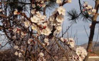 Yozgat'ta Erken Gelen Baharla Ağaçlar Çiçek Açtı