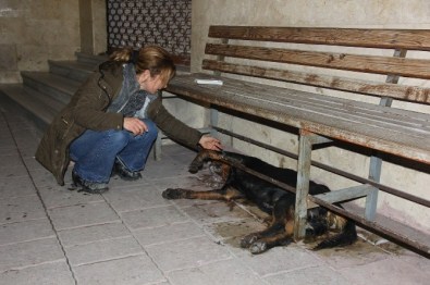 Bartın'da Hayvan Katliamı