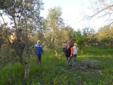 Dalaman'da Zeytin Budama Kursu Başladı