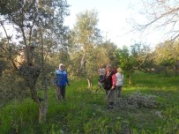 Dalaman'da Zeytin Budama Kursu Başladı
