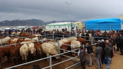 Hayvan Yetiştiricilerine Yüzde 80 Hibe Desteği