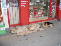 Yağmurlu Günün Uykusu