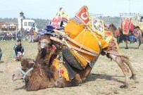 Ayvalık'ta Geleneksel Deve Güreşi Şölen Havasında Gerçekleşti
