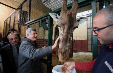 Başkan Karaosmanoğlu, Darıca Hayvanat Bahçesini Gezdi