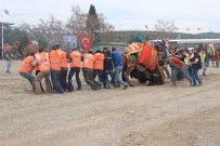 YASIN ÖZTÜRK - Havran'da Develer Arenada Kapıştı