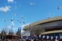 AHMET ÖZDEMIR - Kahramanmaraş'ta 6. Filo Güvercin Festivali