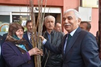 ORHAN ALIMOĞLU - Çiftçilere 11 Bin Meyve Fidanı Dağıtıldı