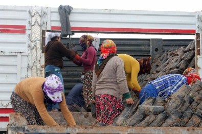 Kadınların Ekmek Mücadelesi