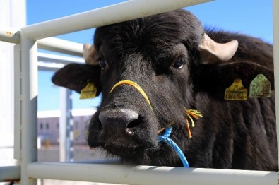 Sivas'ta Köylere 'Damızlık Manda' Dağıtıldı