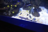 KÖPEKBALIĞI - Yavru Köpekbalığı Nihayet Akvaryumda