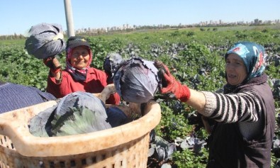 Çocuklarını Okutabilmek İçin Kadınlar Günü'nde Bile Çalıştılar