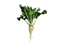 MANGAN - Kayseri Şeker, Pancar İçin Özel Gübre Ürettirdi