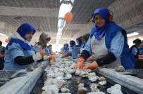 ÇALIŞAN KADIN - Eskişehir'in Madenci Kadınları