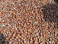 Fındık Fiyatları Yükselişe Geçti