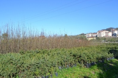 Ordu'da 13 Yılda 16 Milyon Fidan Dikildi