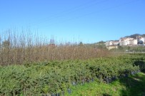 Ordu'da 13 Yılda 16 Milyon Fidan Dikildi