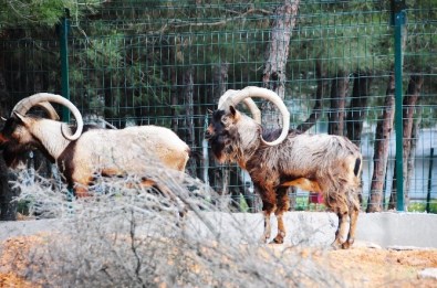 Üniversite Doğal Yaşam Parkının Yeni Üyeleri