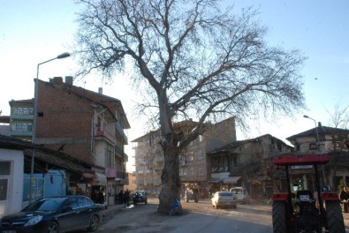 Yol Ortasında Kalan Anıt Çınar Ağacı