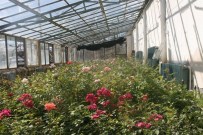 KENT ORMANI - Yüz Binlerce Çiçek Toprakla Buluşturulacak