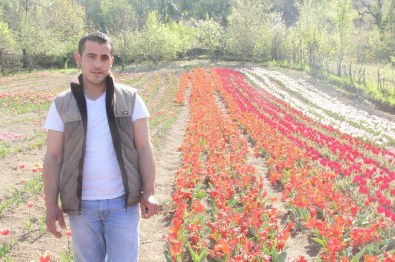 Bartın'da Lale Devri