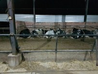 SÜT ÜRETİMİ - Beyşehir'de Yılan Sokması Vakaları Besicileri Tedirgin Etti